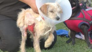 debate-sobre-maltrato-animal-el-viernes-22-de-diciembre-en-la-morada-de-getafe