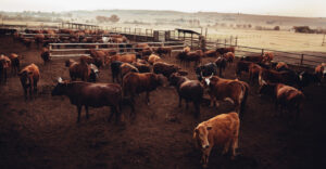 la-ganaderia-y-agricultura-claves-para-el-desarrollo-sostenible