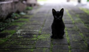 podemos-getafe-pide-la-puesta-en-marcha-de-un-programa-de-gestion-y-control-de-colonias-felinas-urbanas-en-getafe