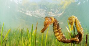 descubre-la-diversidad-y-belleza-de-la-flora-del-mar-menor