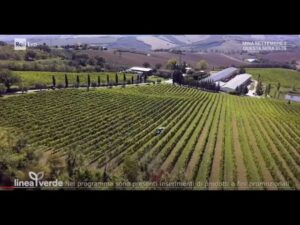 linea-verde-intranet