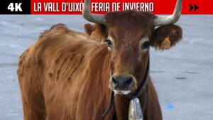 noticias-la-vall-d-uixo