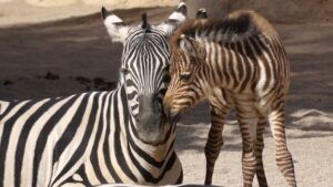 enhorabuena-en-valenciano