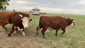 pedro irigoyen barja