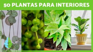 plantas gallegas nombres